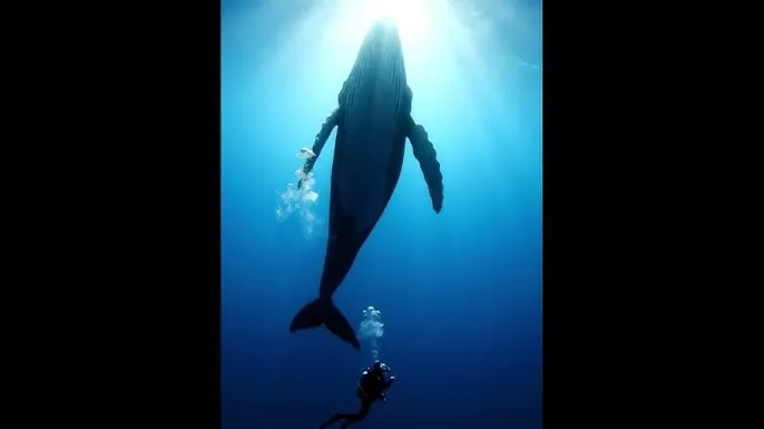 fuli.su - 深蓝星球：探索海洋深处的未知世界